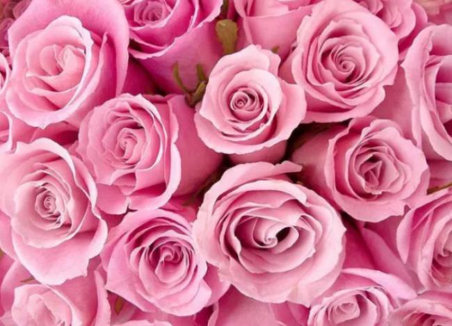 粉玫瑰花语是什么意思
